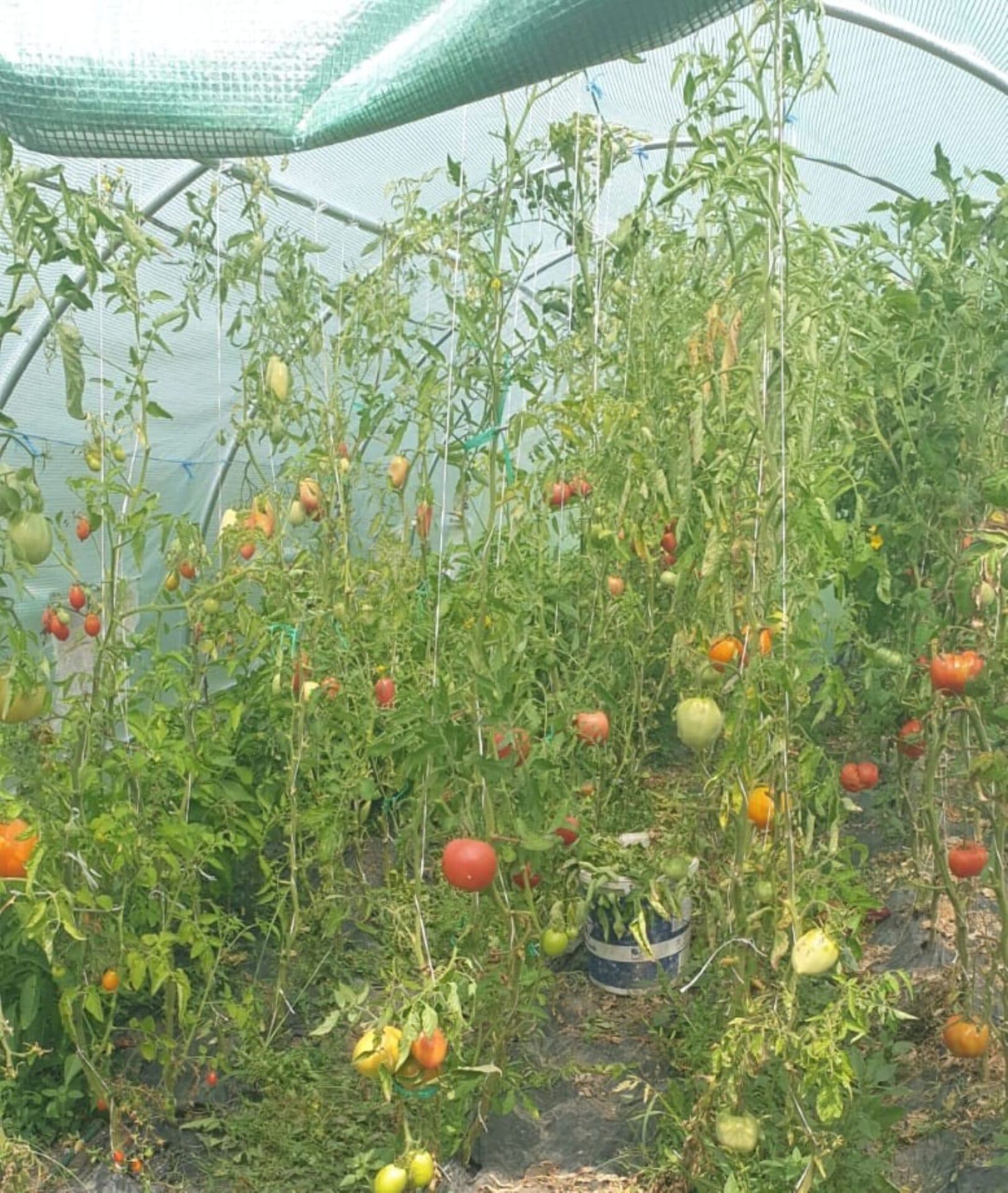 Anunț de ultimă oră. Serele şi solariile fermierilor NU vor fi impozitate