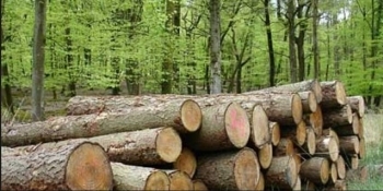 Proprietarii de păduri primesc bani europeni să țină copacii în picioare. 200 milioane euro ajung în România, sub formă de subvenții