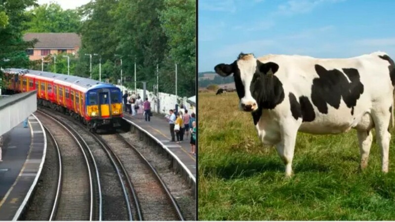 Un pensionar ghinionist a fost ucis de ”o vacă zburătoare”, lovită de un tren, care ulterior a aterizat fix pe bărbat
